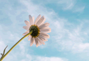 澳彩图库 - 数据校验 - 十年纵览 - 核对来源，澳彩图库v1.0